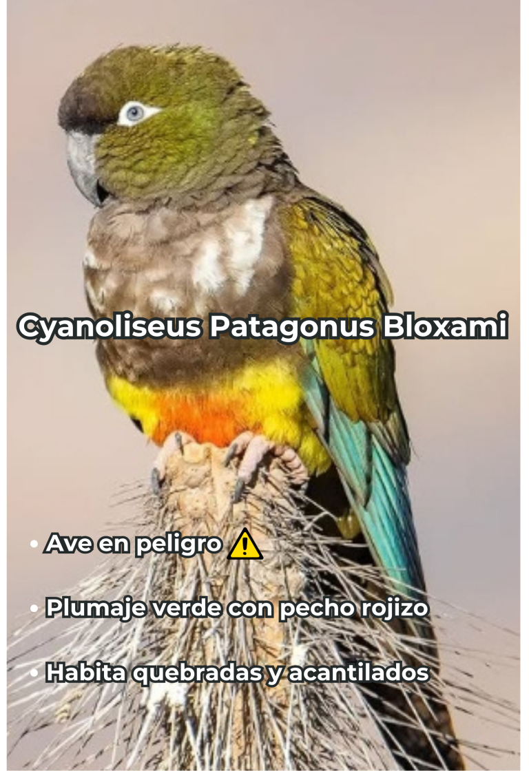 Cengtro de difusion pagtrimonial (12)