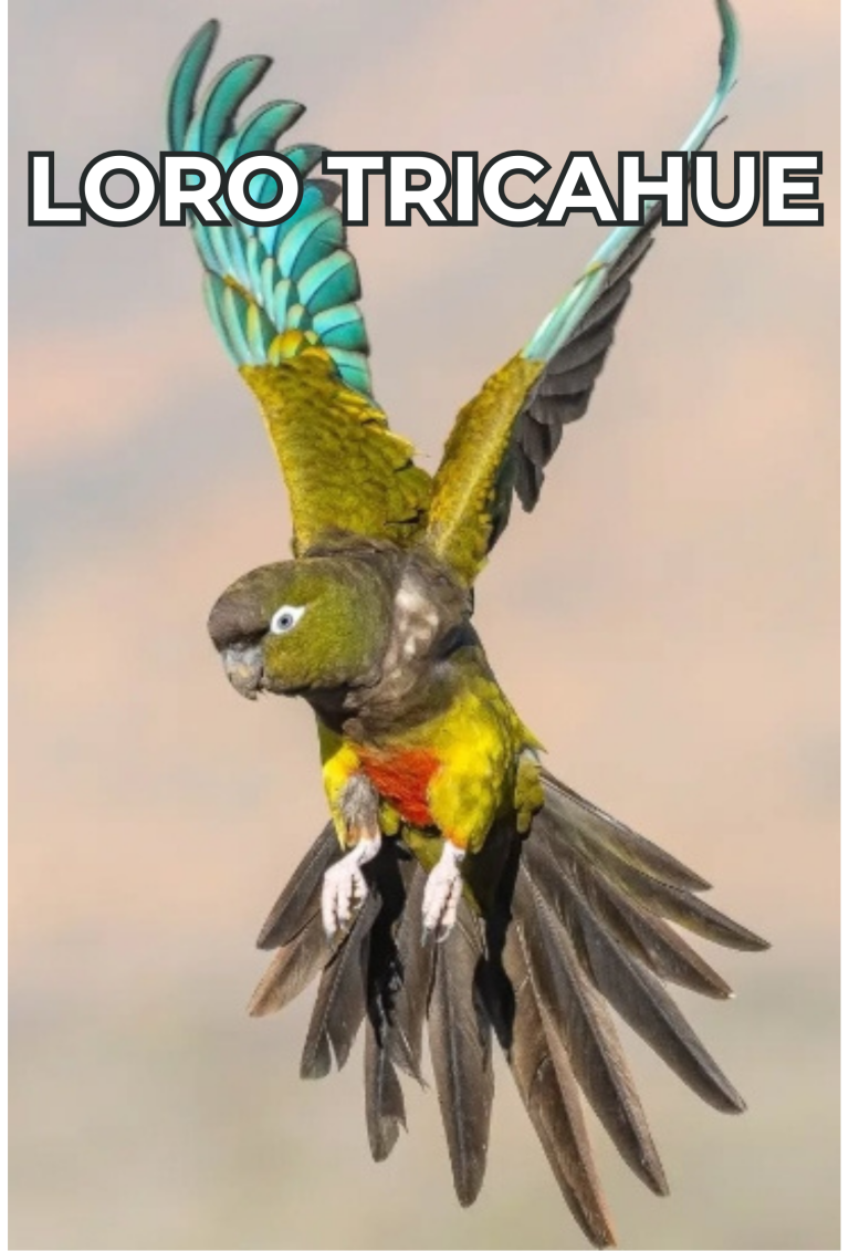 Cengtro de difusion pagtrimonial (13)