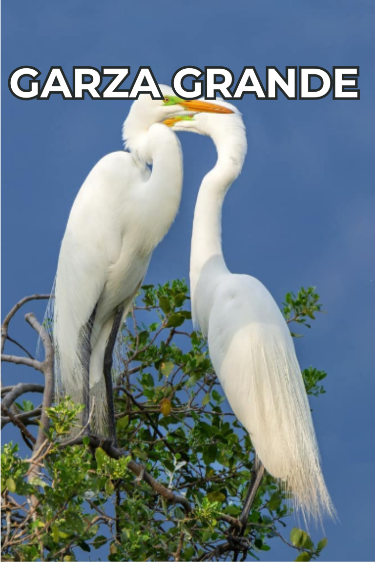 Cengtro de difusion pagtrimonial (16)