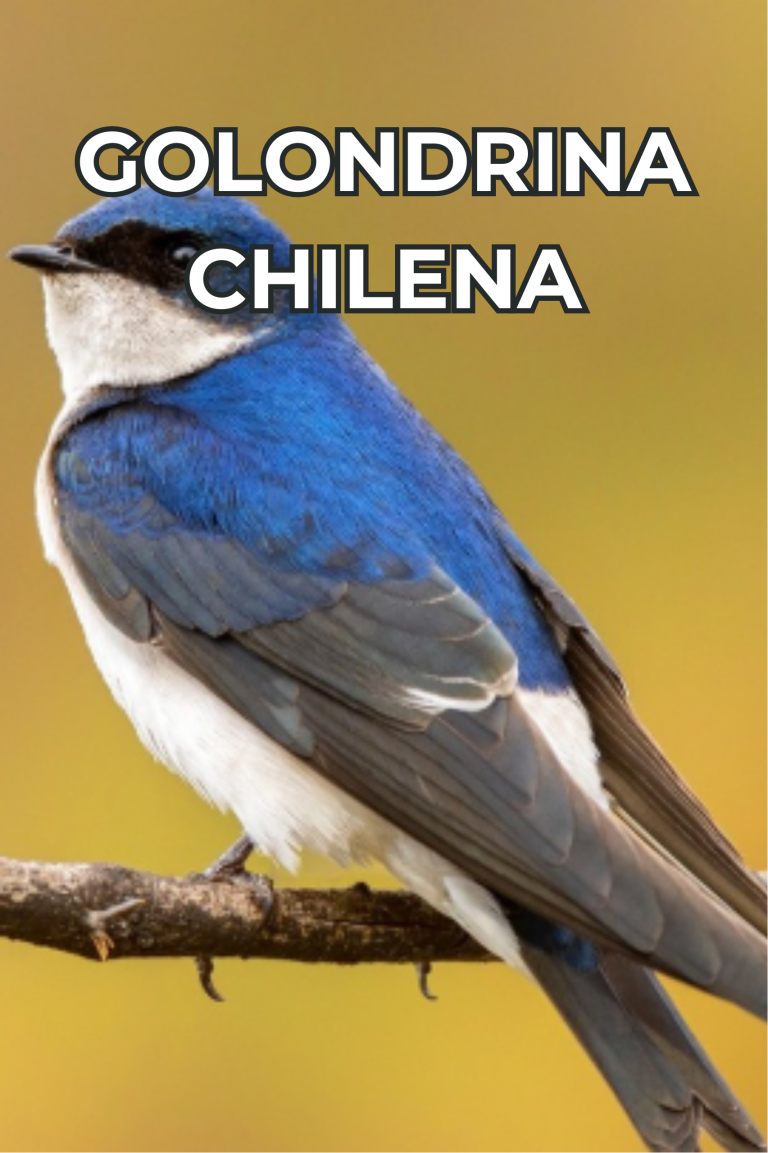 Cengtro de difusion pagtrimonial (19)