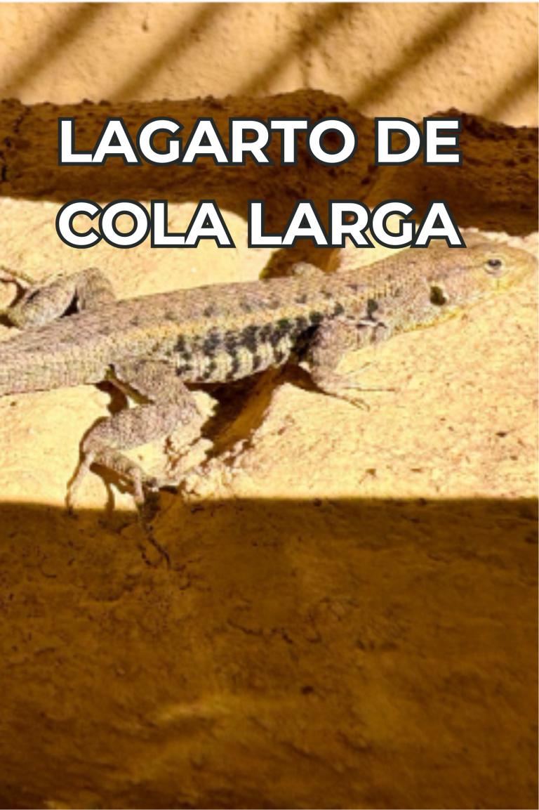 Cengtro de difusion pagtrimonial (19)