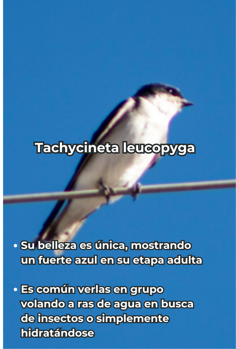 Cengtro de difusion pagtrimonial (20)