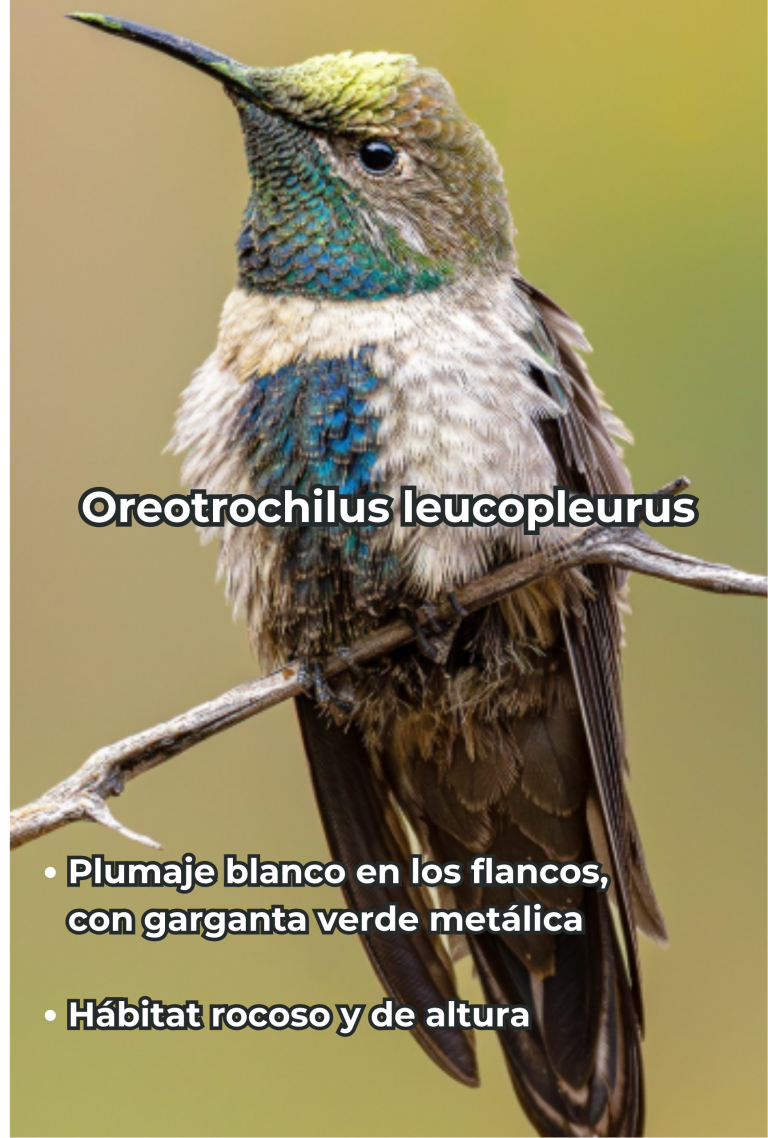 Cengtro de difusion pagtrimonial (21)