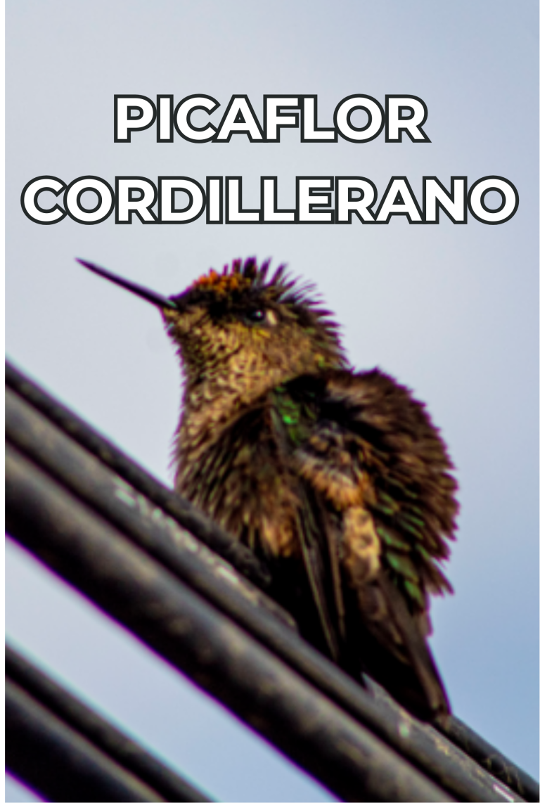 Cengtro de difusion pagtrimonial (22)