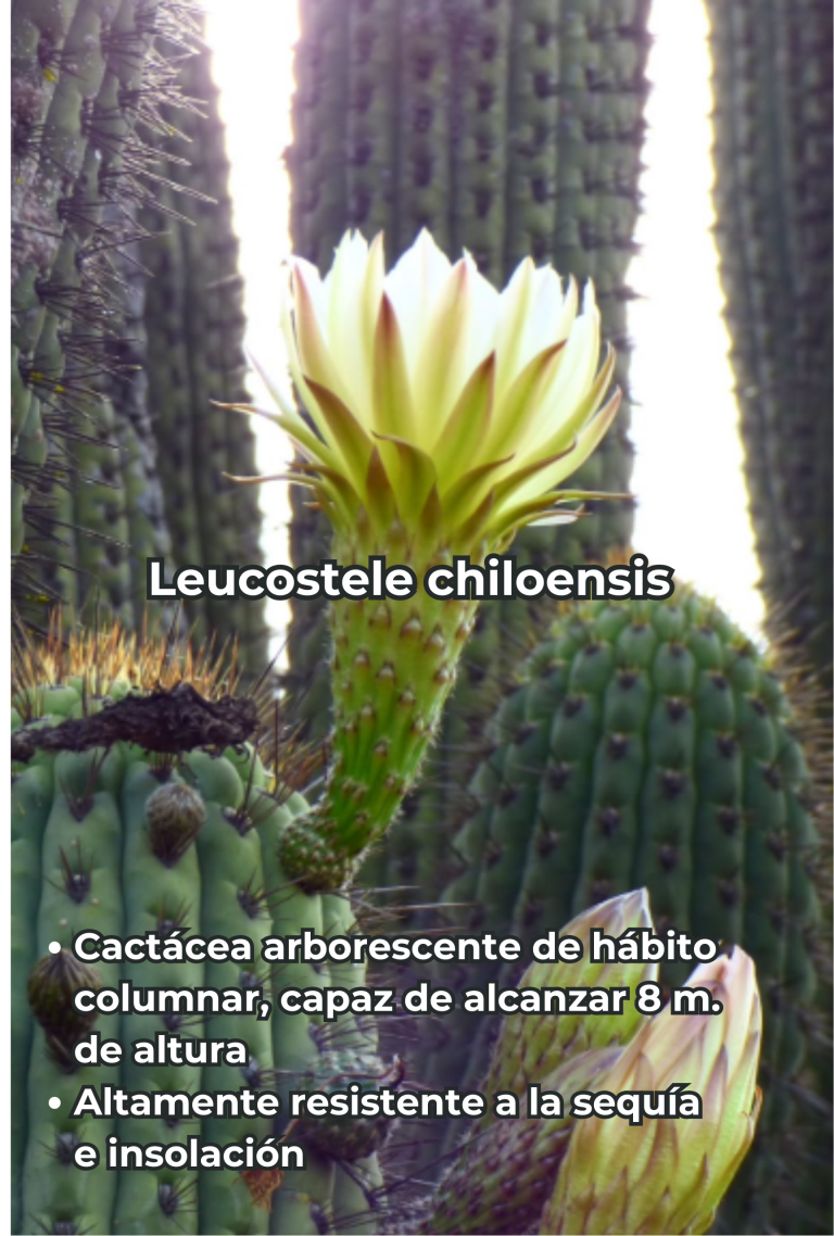 Cengtro de difusion pagtrimonial (23)