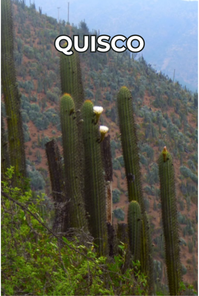 Cengtro de difusion pagtrimonial (24)