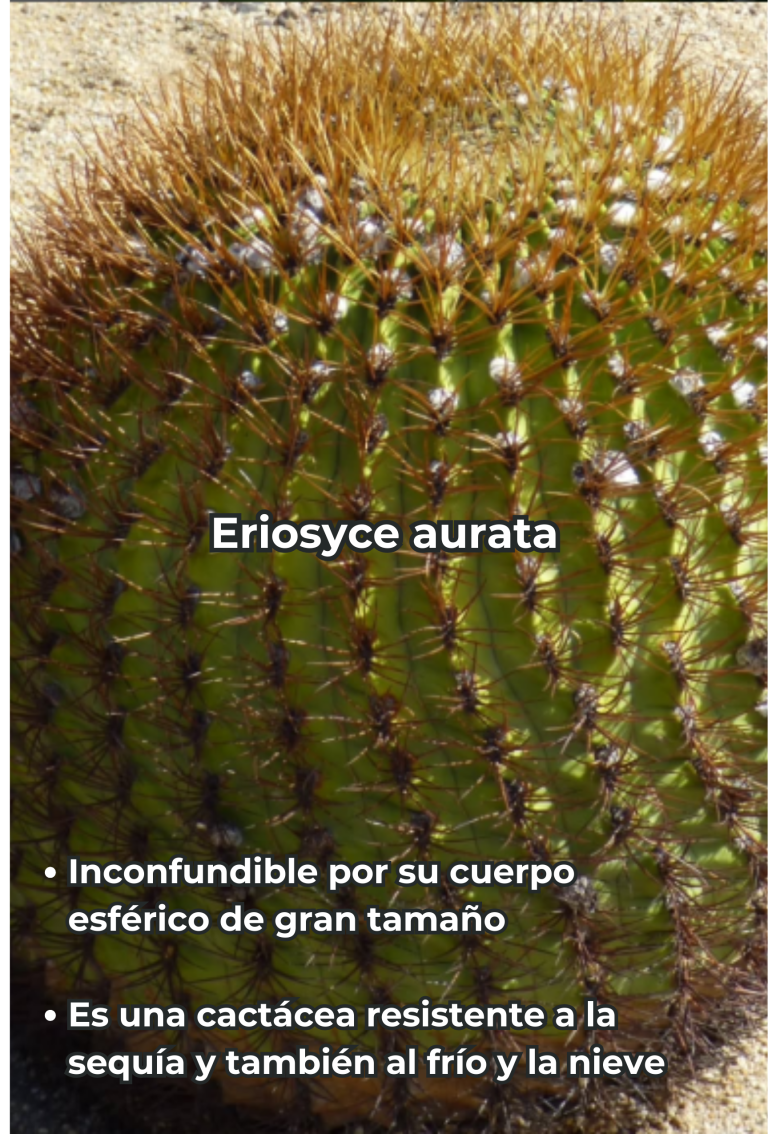 Cengtro de difusion pagtrimonial (25)