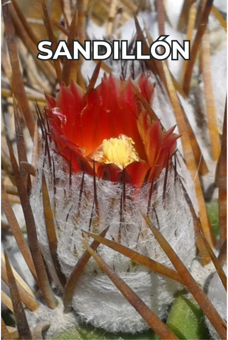 Cengtro de difusion pagtrimonial (26)