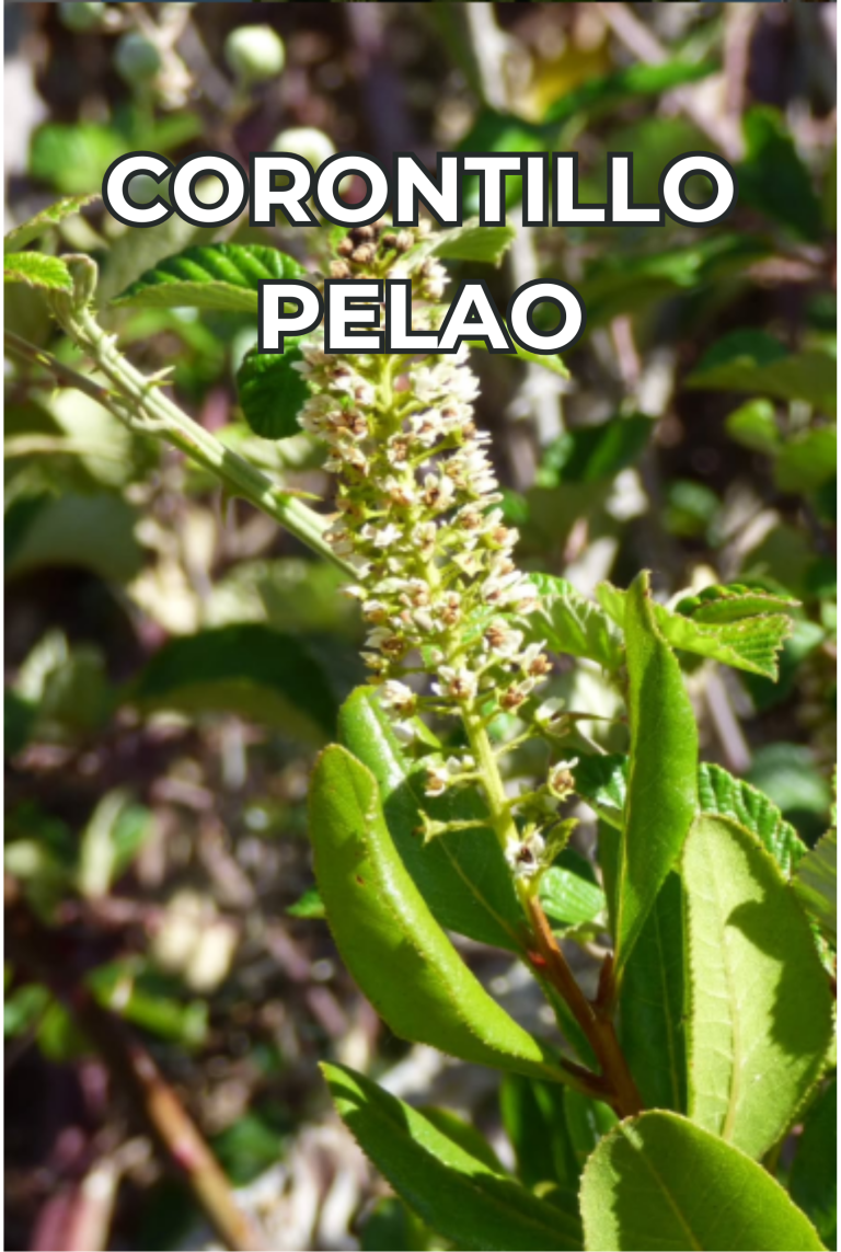 Cengtro de difusion pagtrimonial (27)