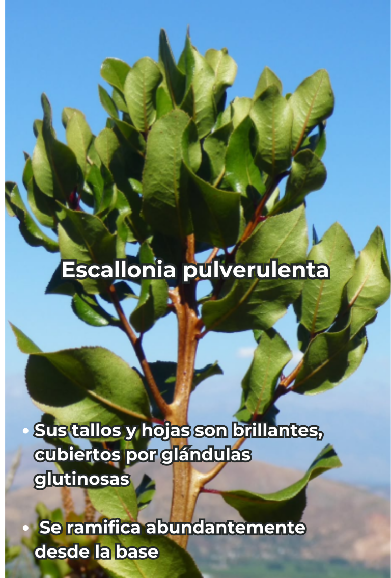 Cengtro de difusion pagtrimonial (28)