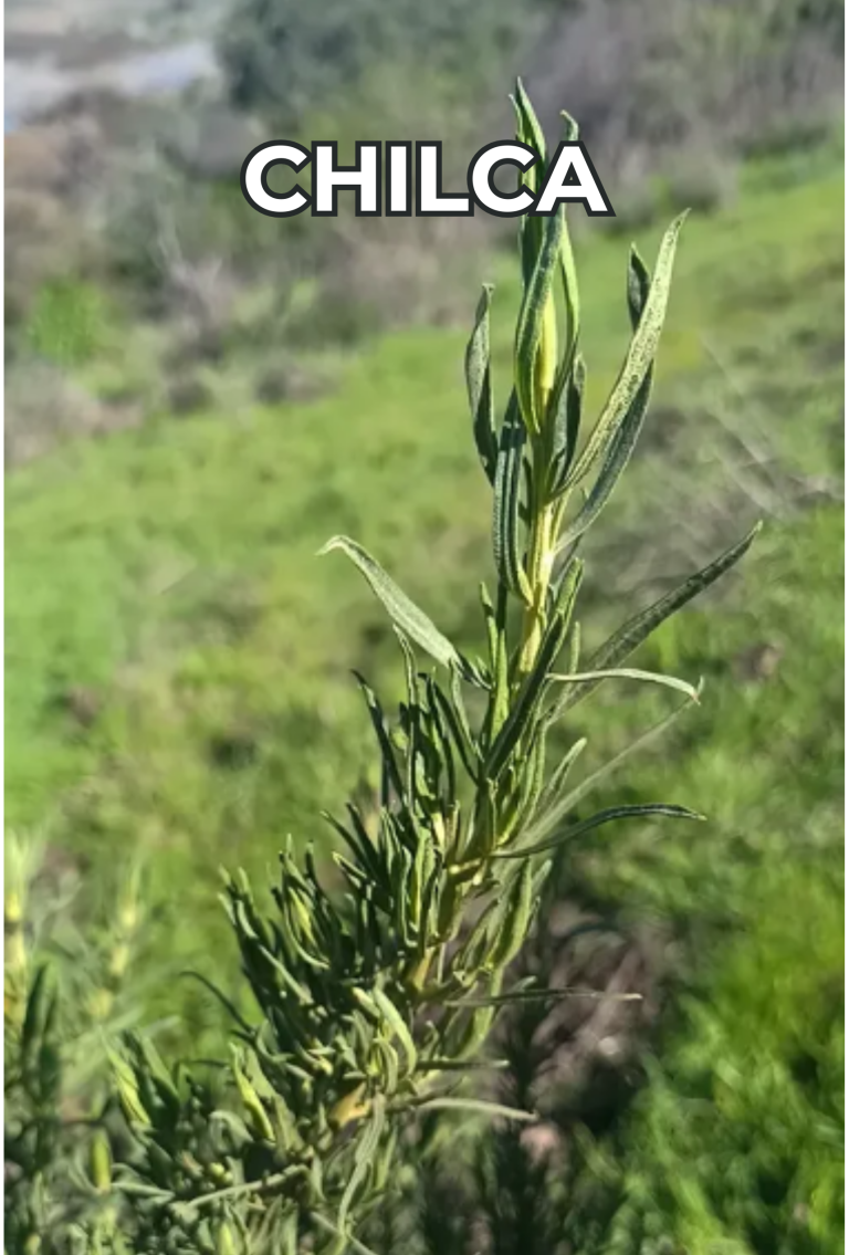 Cengtro de difusion pagtrimonial (29)