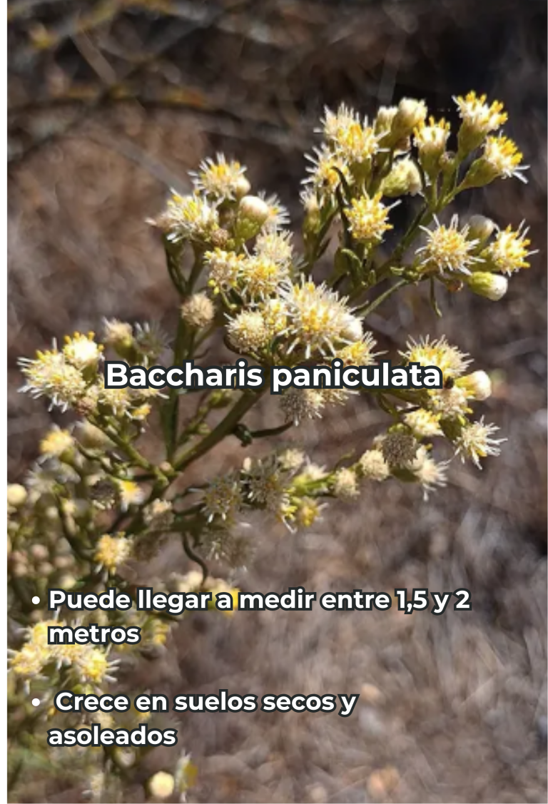 Cengtro de difusion pagtrimonial (30)