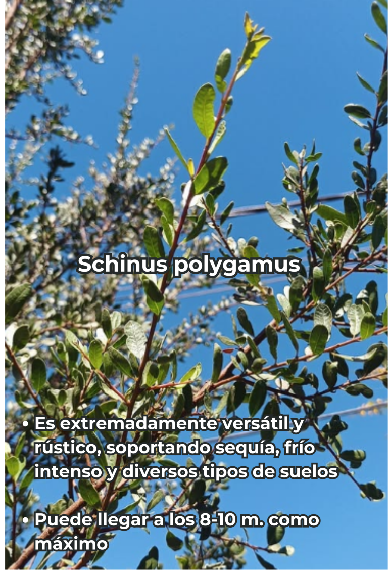 Cengtro de difusion pagtrimonial (31)