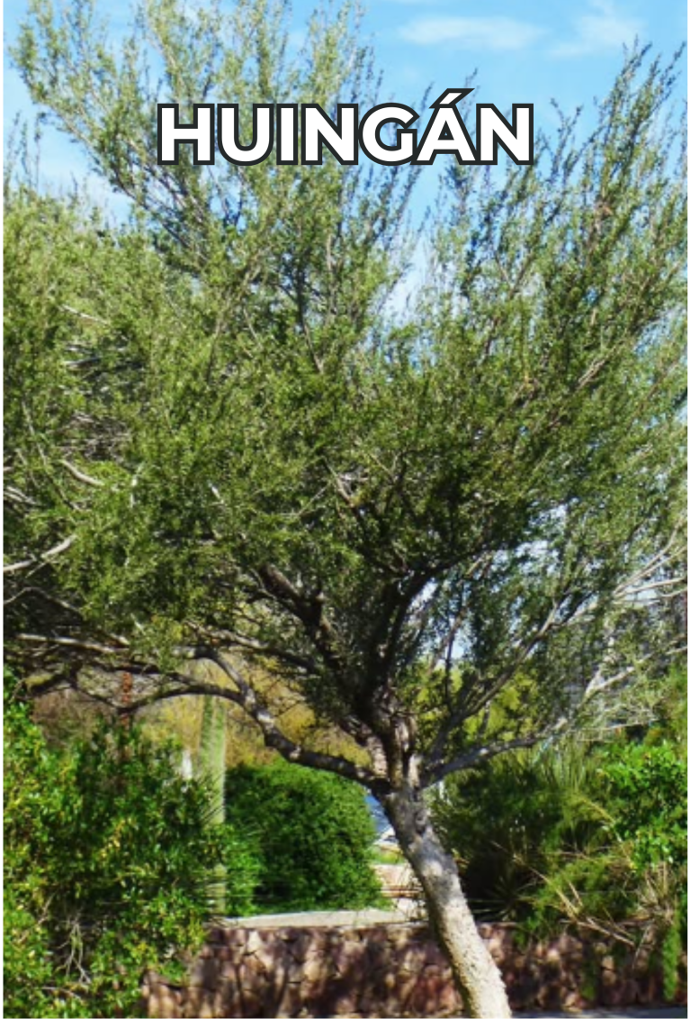 Cengtro de difusion pagtrimonial (32)