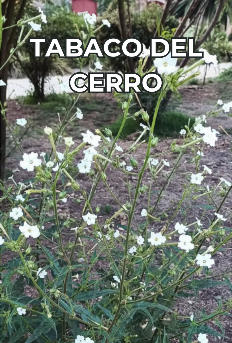 Cengtro de difusion pagtrimonial (33)