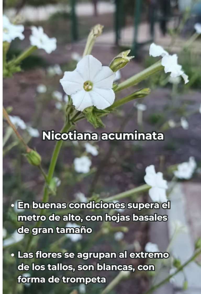 Cengtro de difusion pagtrimonial (34)