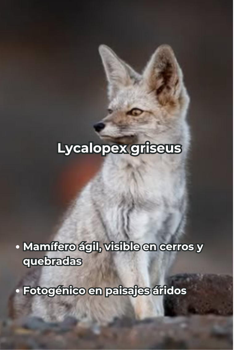 Cengtro de difusion pagtrimonial (37)